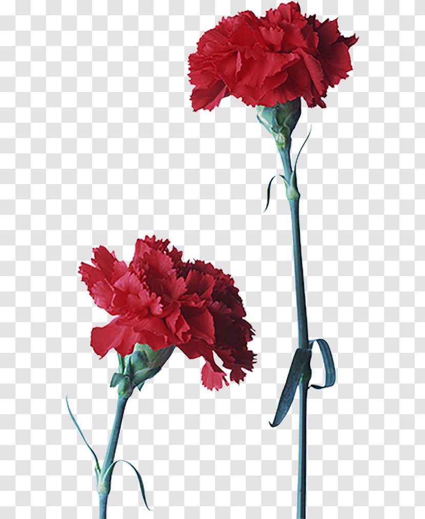 Carnation Cut Flowers Red Petal - Artificial Flower Transparent PNG