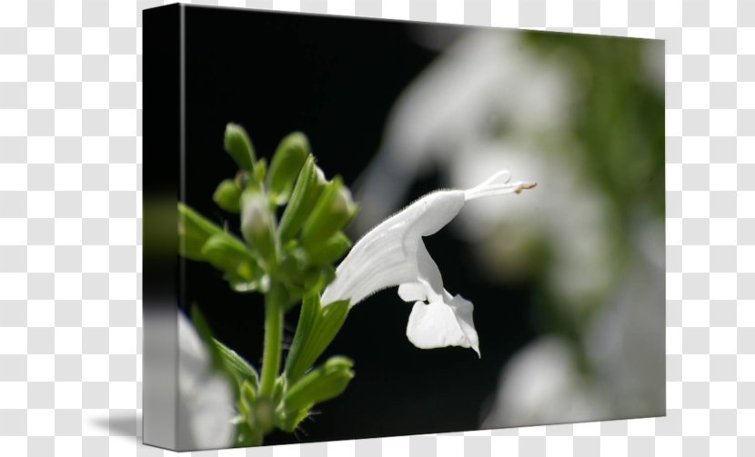 Plant Herb Flower - Salvia E Ulivo Transparent PNG
