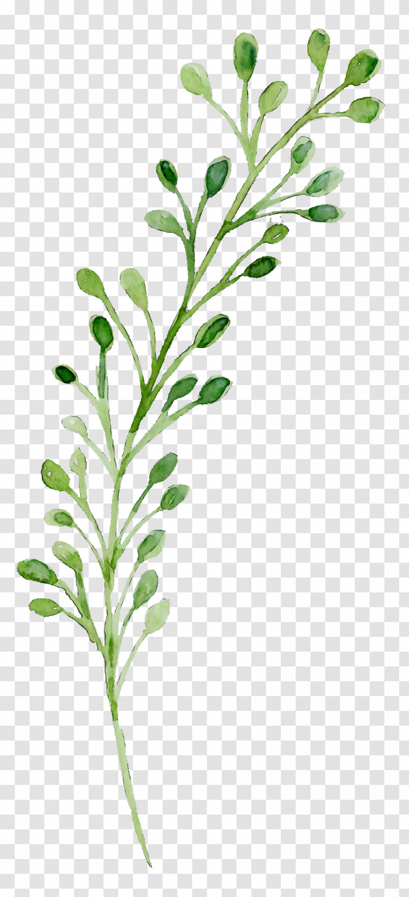 Leaf Plant Stem Herbal Medicine Twig Leaf Vegetable Transparent PNG