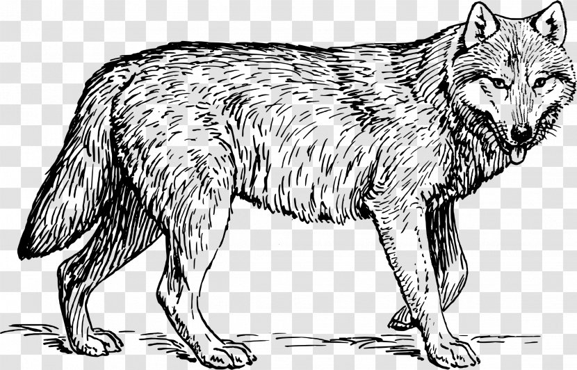 Drawing Clip Art - Black Wolf - Buffalo Wings Transparent PNG