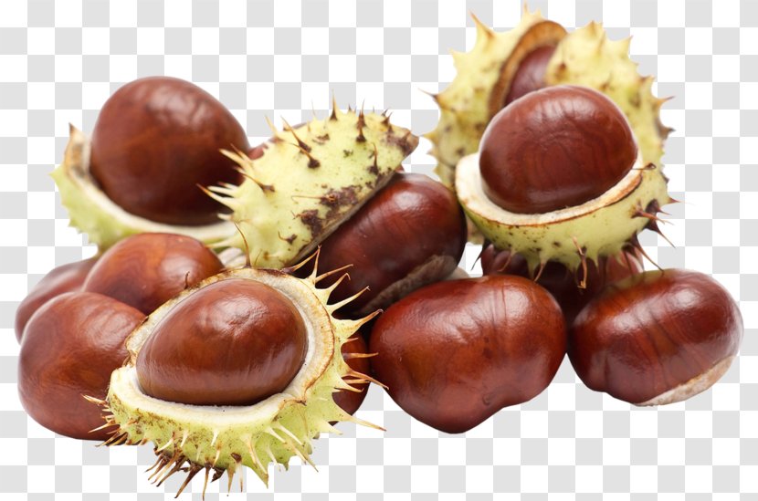 Chestnut Acorn - Food Transparent PNG