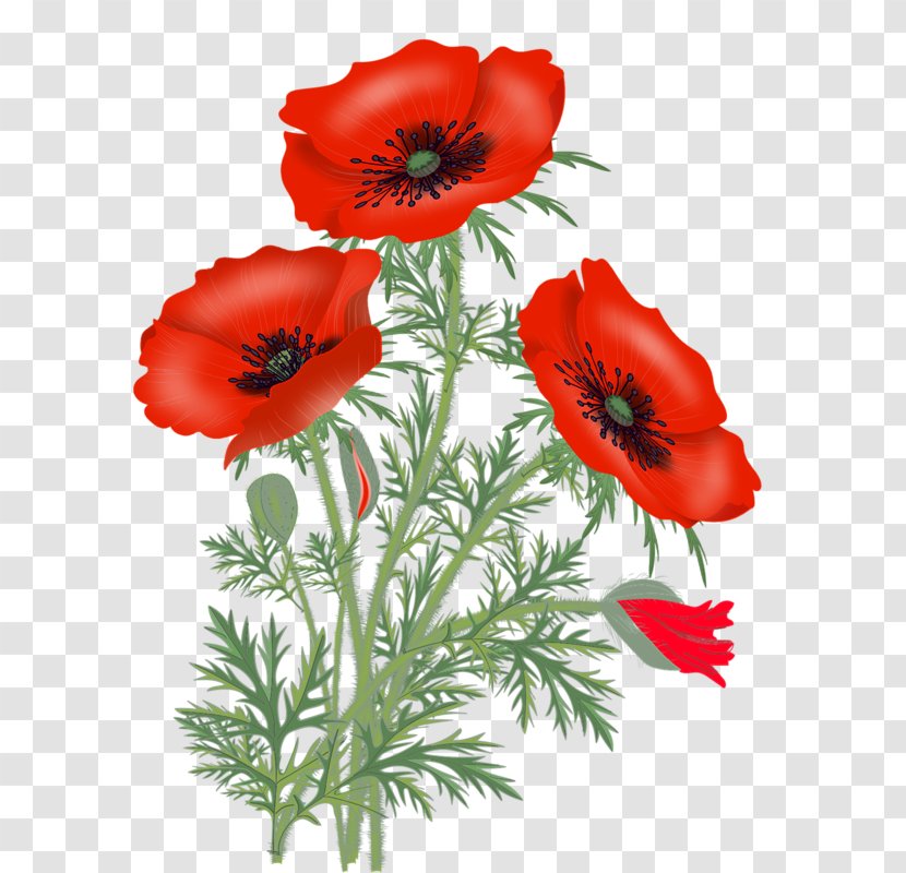 Vase With Red Poppies Poppy Flower Clip Art - Petal Transparent PNG