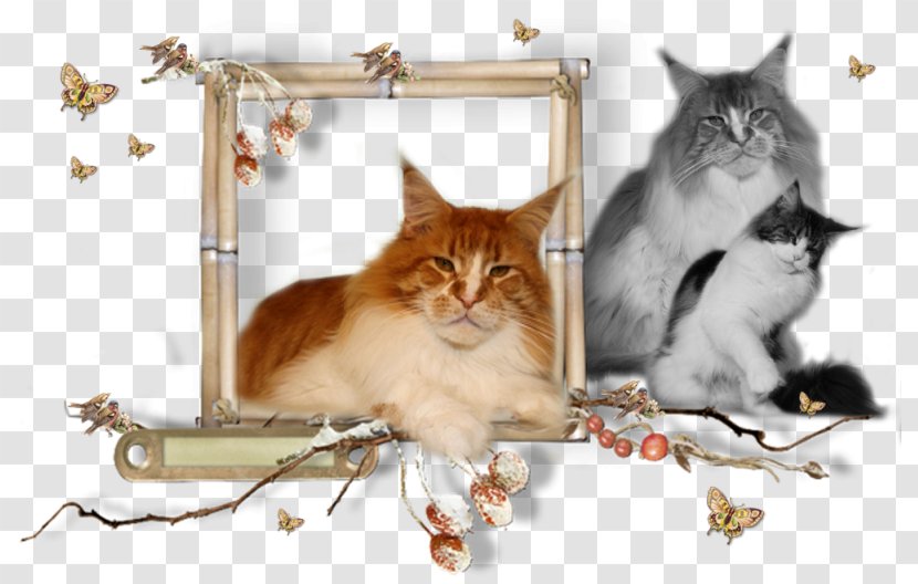 Kitten Maine Coon Whiskers Raccoon Transparent PNG