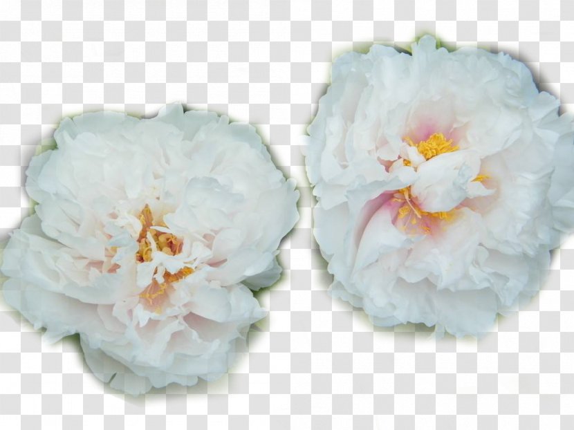 Heze Moutan Peony Paeonia Lactiflora - Information - Two White Transparent PNG