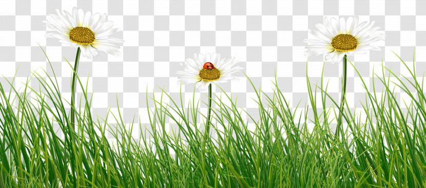 Roast Chicken Wallpaper - Display Resolution - Green Grass With Daisies And Ladybug Transparent PNG