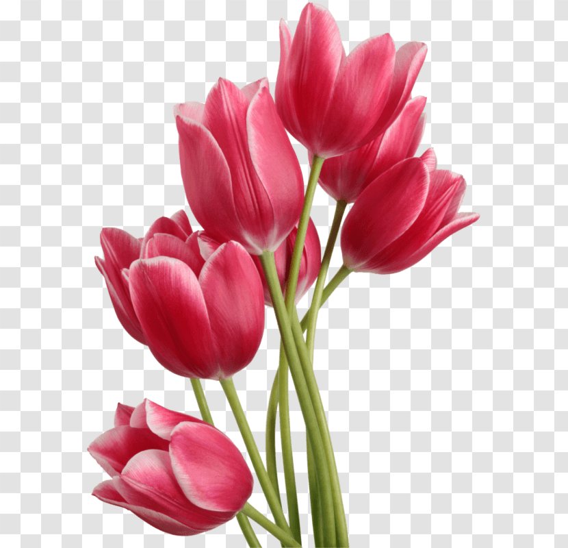 Tulip Flower Clip Art - Magenta - Tulips Transparent PNG
