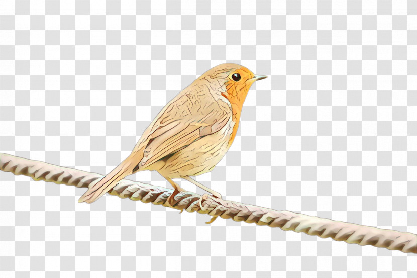 Bird European Robin Songbird Beak Finch Transparent PNG