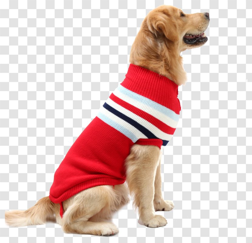 Puppy Golden Retriever Sweater Dog's Fashion Pet - Snout Transparent PNG