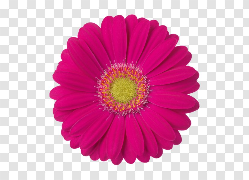 Paper Transvaal Daisy Blue White Color - Van Veen Gerbera Transparent PNG