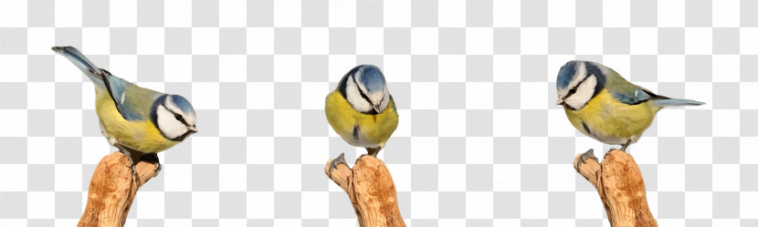 Joint Beak Yellow Jewellery Science Transparent PNG