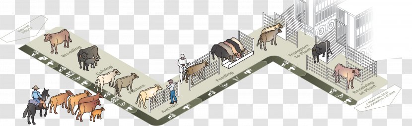 Beef Cattle Canada Ranch Farm Business Plan - Dairy Farming Transparent PNG