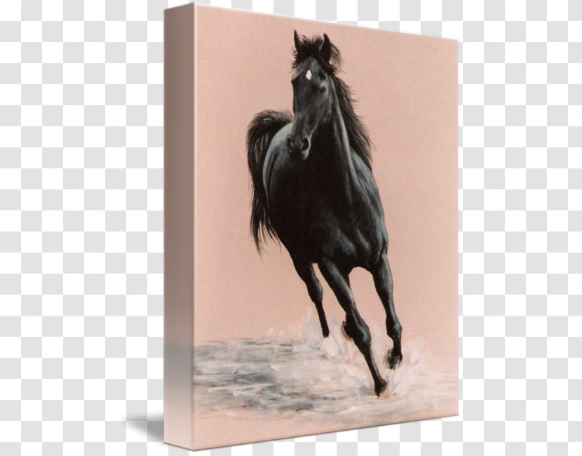 Arabian Horse Stallion Mustang Poster Black - Gravel Transparent PNG