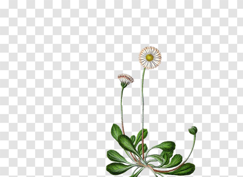 Common Daisy Flower Perennial Plant Seed Family - Chamomile Transparent PNG