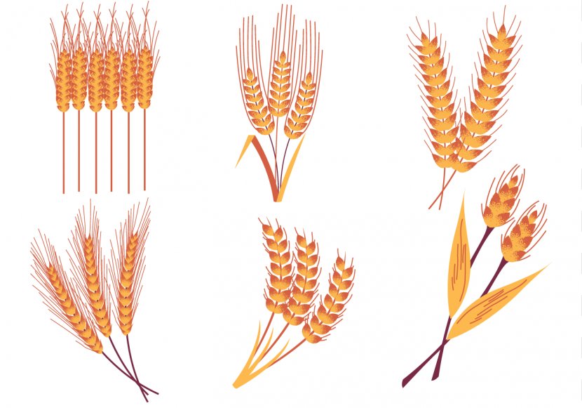 Emmer Rice Crop - Grass Family - Wheat Transparent PNG