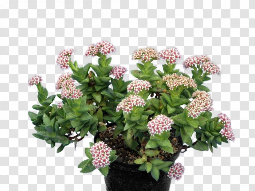 Succulent Plant Crassula Perforata Living Stone Pigmyweeds Transparent PNG