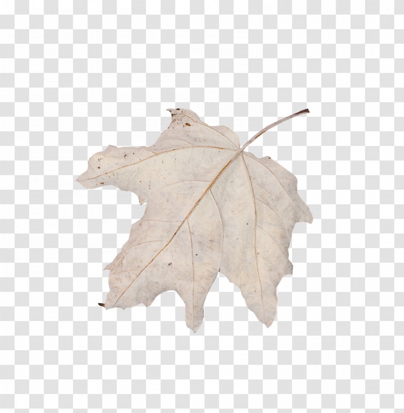 Leaf - Tree - Forget Me Transparent PNG