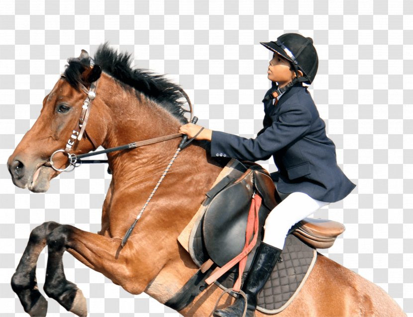 Horse Tack Equestrian Hunt Seat - Mare - Riding Transparent PNG