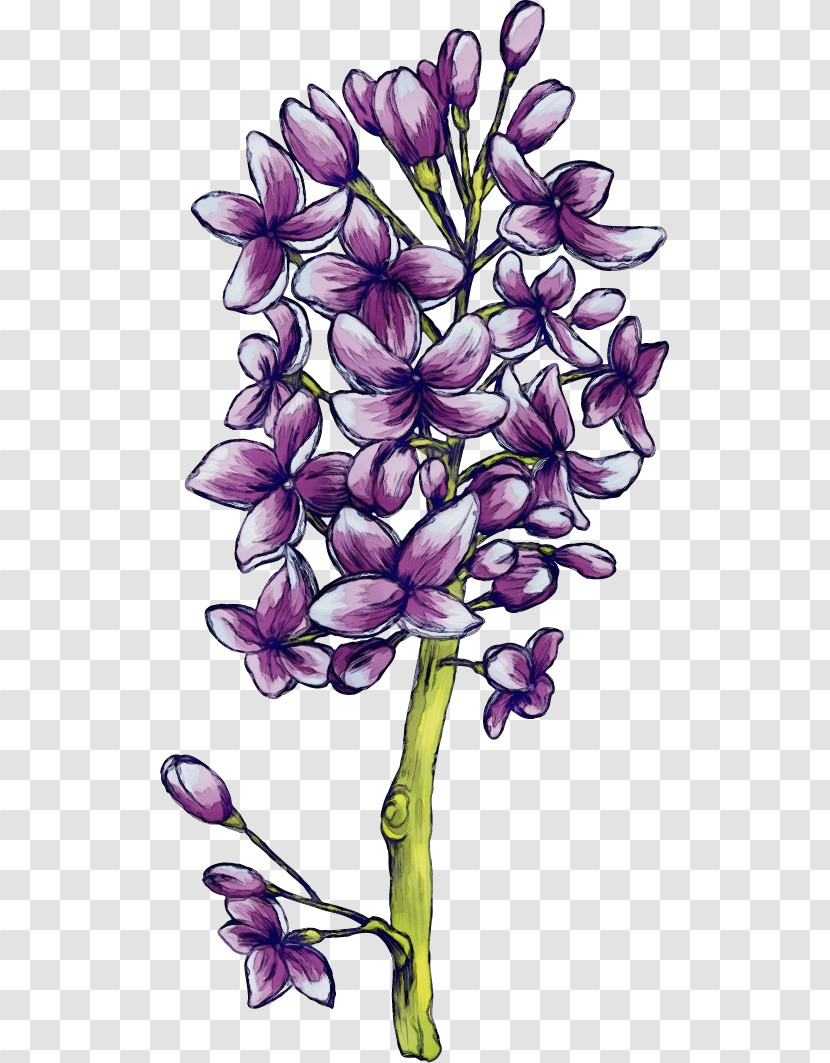 Flower Plant Lilac Purple Violet Transparent PNG