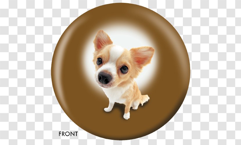 Chihuahua Puppy Dog Breed Companion Golden Retriever - Beagle Transparent PNG
