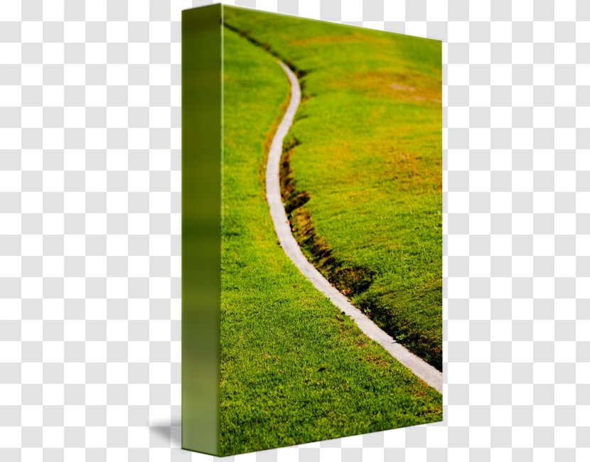 Lawn Meadow Landscape Grasses - Landscaping - Country Road Transparent PNG