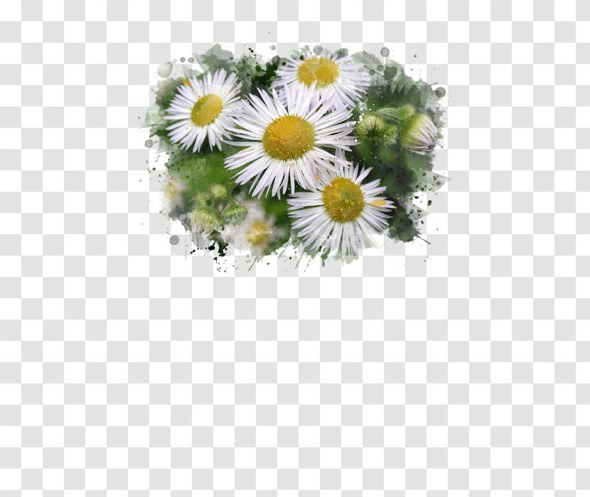 Common Daisy Watercolor Painting Floral Design Still Life Transparent PNG