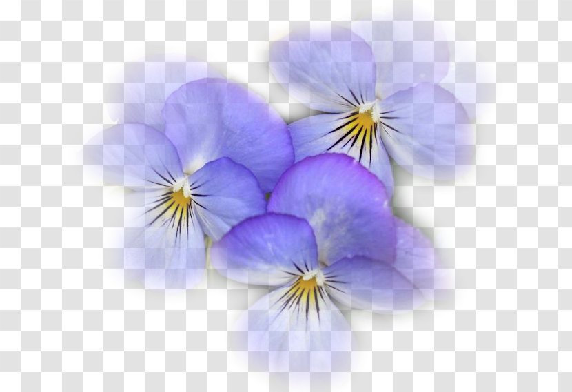Pansy Medicine Medicinal Plants Sleep - Violet - Plant Transparent PNG