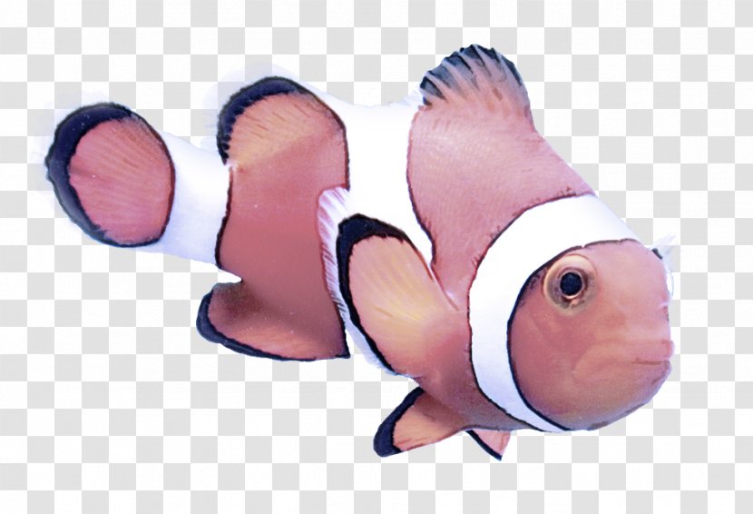 Anemone Fish Clownfish Pink Pomacentridae - Seafood Snout Transparent PNG