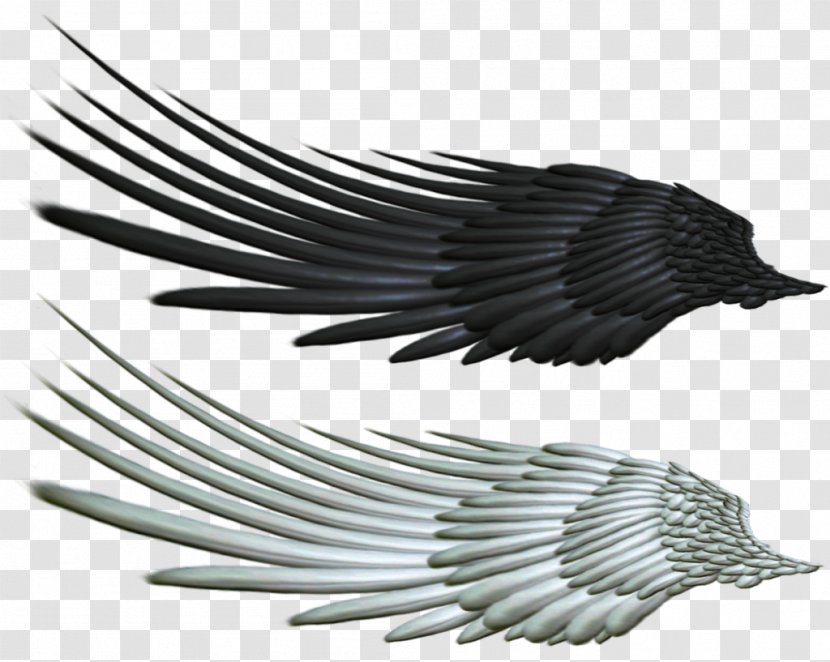 Wing Angel Bird - Evil Photos Transparent PNG
