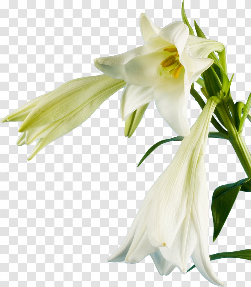 Lilium Candidum Flower White Clip Art - Plant - Lily Transparent PNG