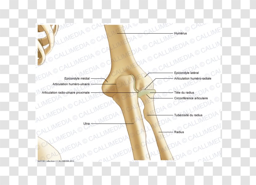 Thumb Elbow Bone Joint Anatomy - Heart - Abdomen Transparent PNG