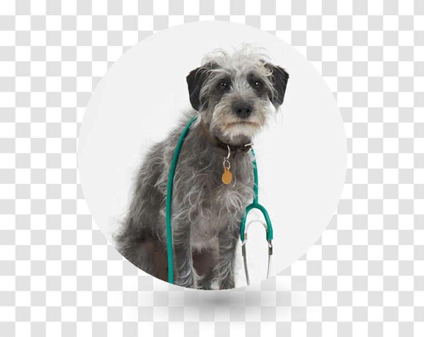 Miniature Schnauzer Lurcher Glen Labrador Retriever Puppy - Dog Transparent PNG