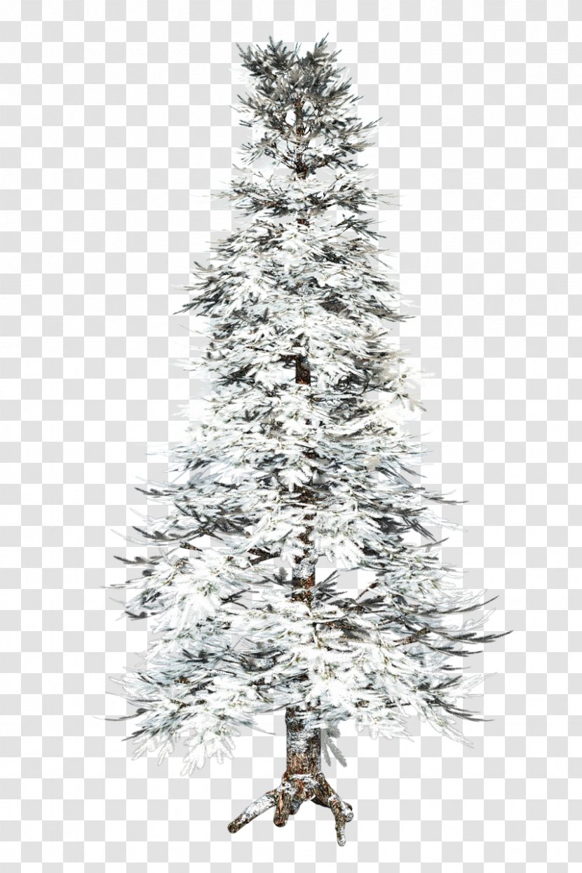 Spruce Pine Tree Fir Winter - Branch Transparent PNG