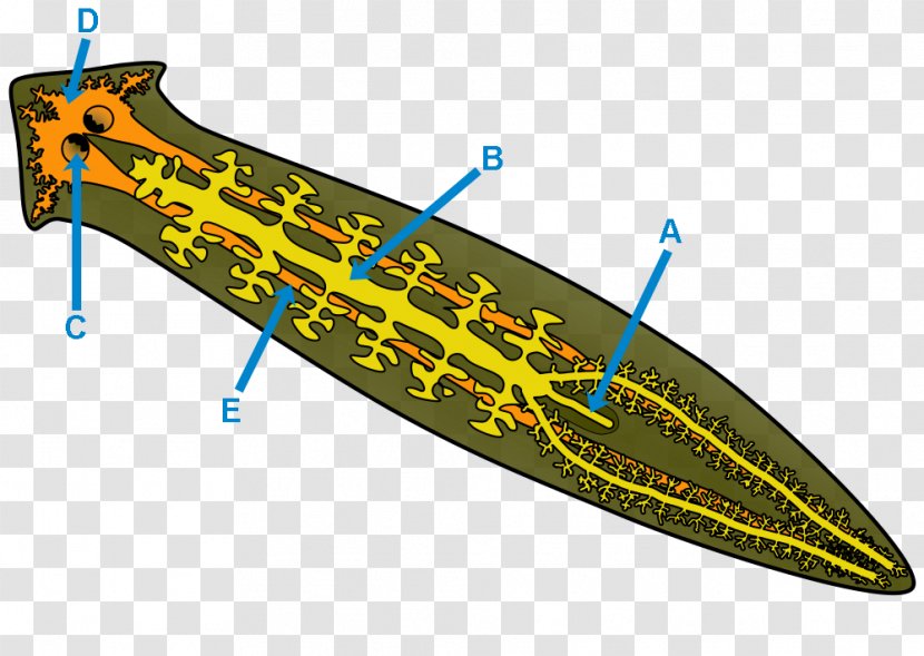 Planarian Tricladida Gastrovascular Cavity Girardia Tigrina Clip Art - Anatomy Lesson Of Dr Nicolaes Tulp Transparent PNG