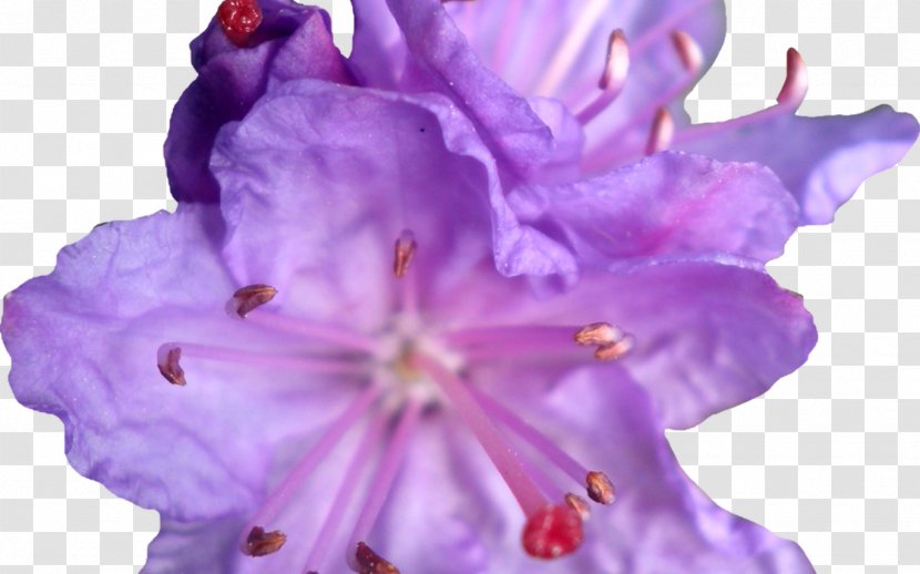 Lilac Flower Violet Blue Rose - Family Transparent PNG