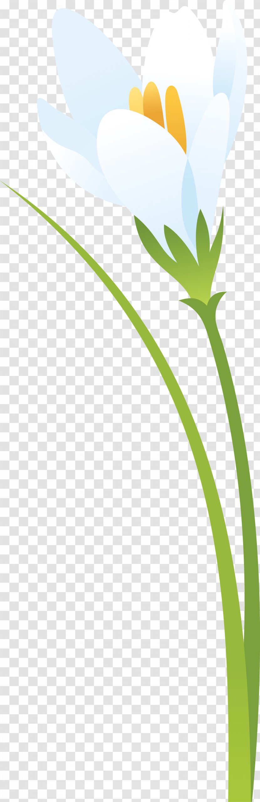 Flower Leaf Petal Plant Stem - Sky - Crocus Transparent PNG