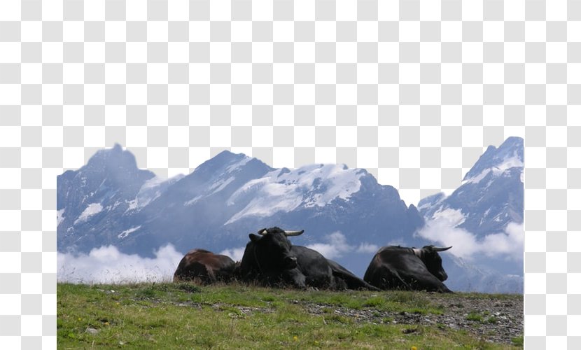 Mountainous Landforms Natural Landscape Mountain Nature Highland - Pasture Grassland Transparent PNG