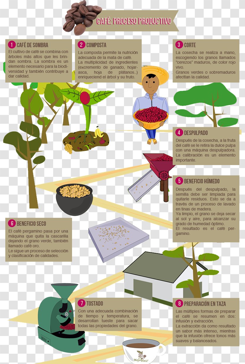 Coffee Cafe Commodity Chain Industrial Processes Production - Infographic Transparent PNG