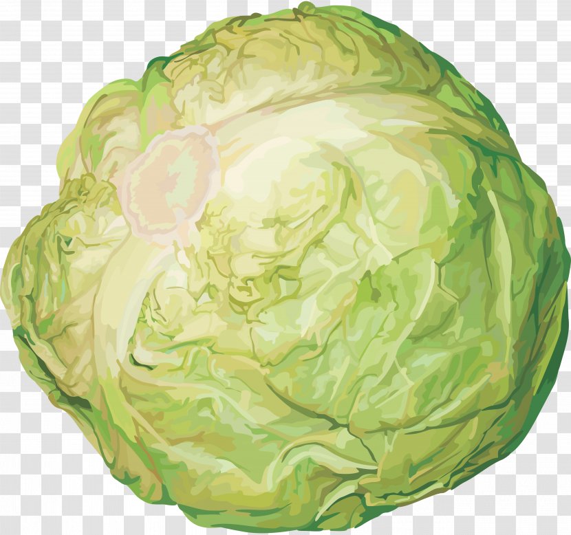 Savoy Cabbage Vegetarian Cuisine Cauliflower Red - Napa Transparent PNG