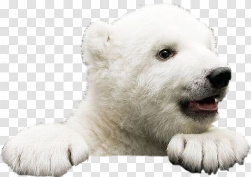 Polar Bear Giant Panda Pomeranian Grizzly Transparent PNG