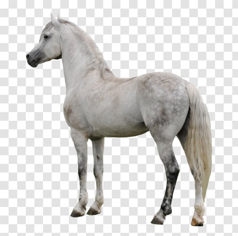 American Paint Horse Mustang Appaloosa Pony Stallion - Black Transparent PNG