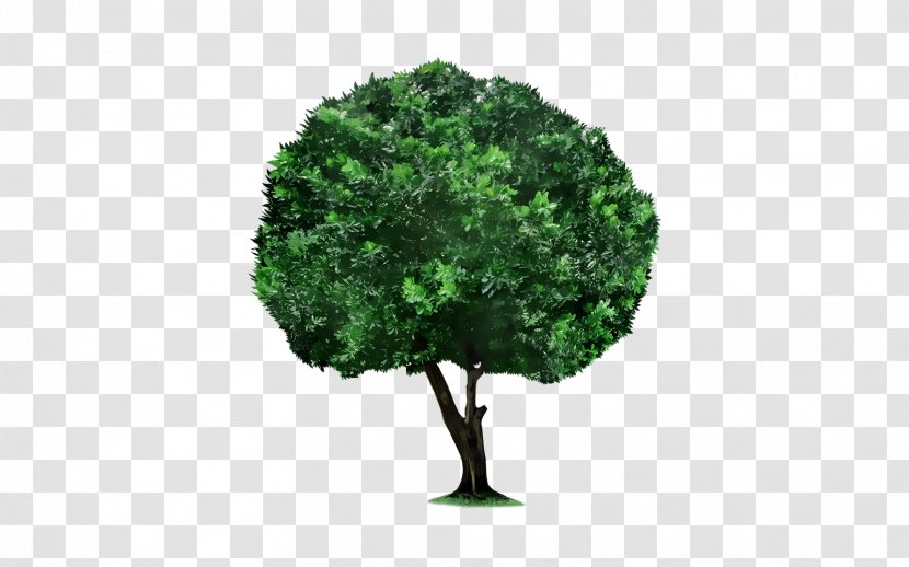 Tree PicsArt Photo Studio Plant Clip Art - Crops Transparent PNG