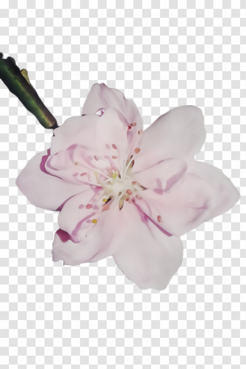 Cherry Blossom - Magnolia Family Transparent PNG