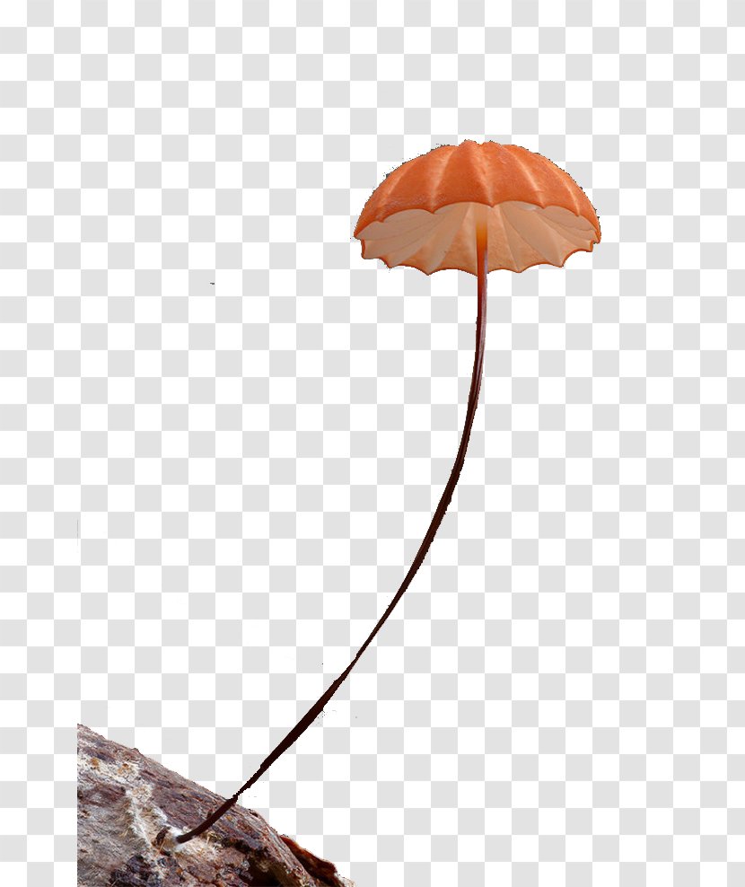 Umbrella Plant Rain - Raincoat Transparent PNG