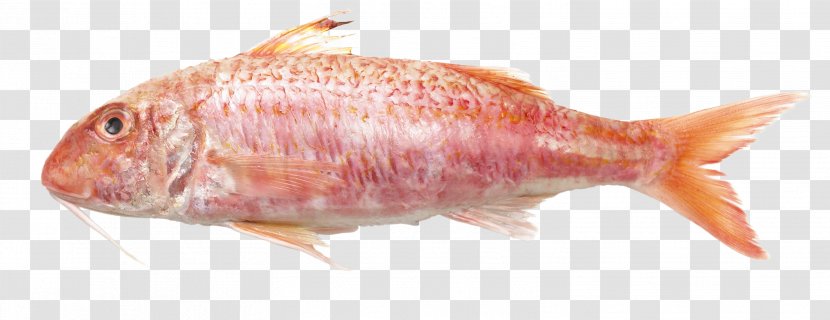 Northern Red Snapper Mullus Surmuletus Barbatus Fish Teleost - Organism Transparent PNG