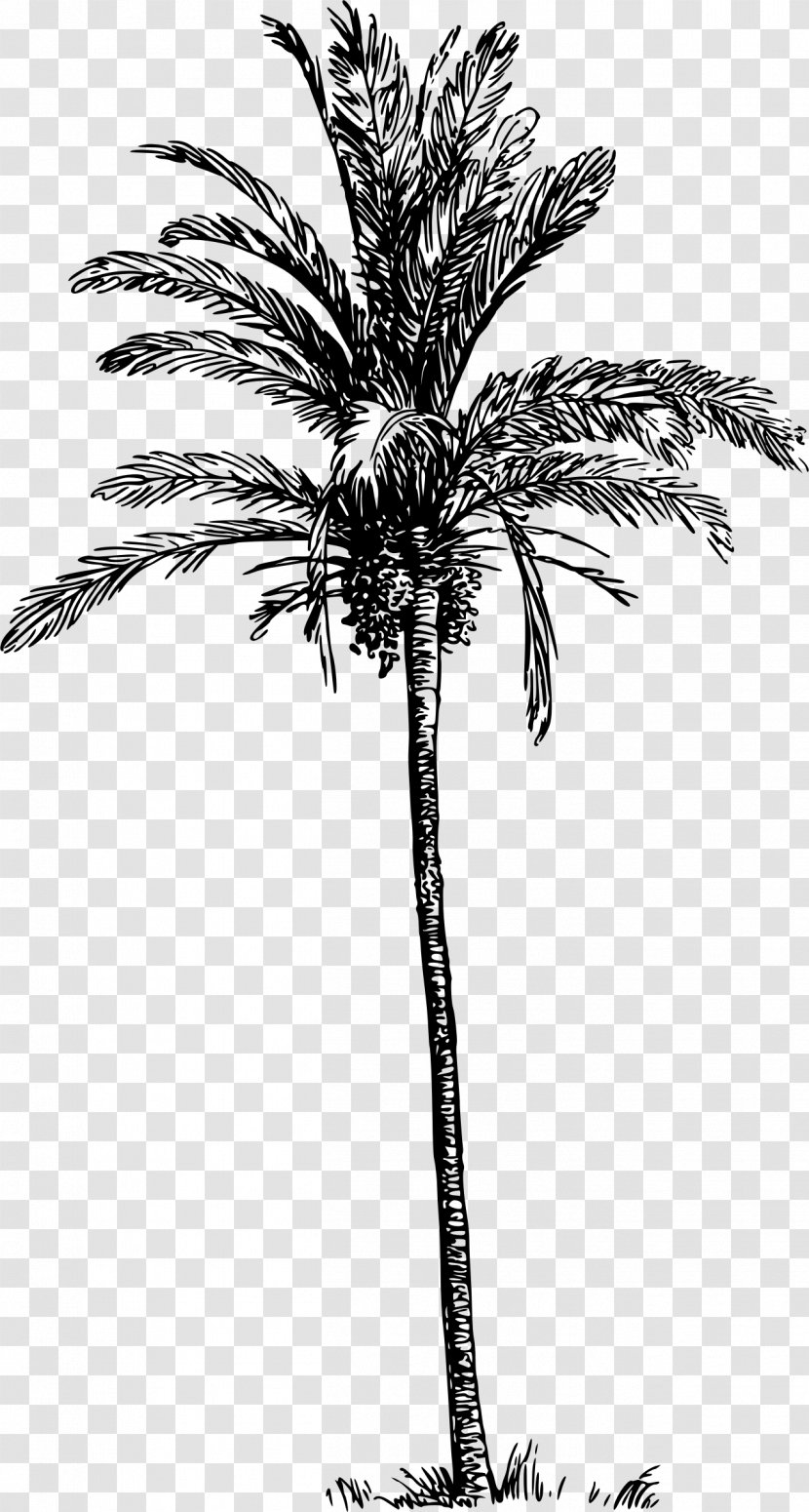 Arecaceae Date Palm Clip Art - Elaeis - Love Tree Transparent PNG