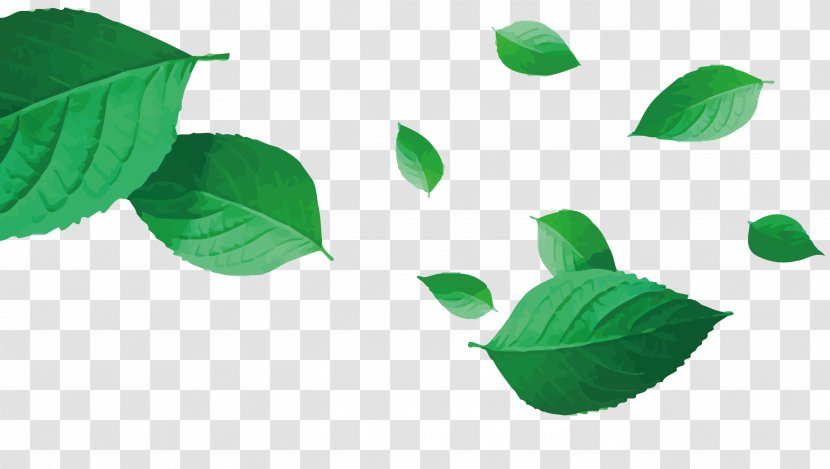 Green Leaf - Plant Stem - Vector Tea Transparent PNG