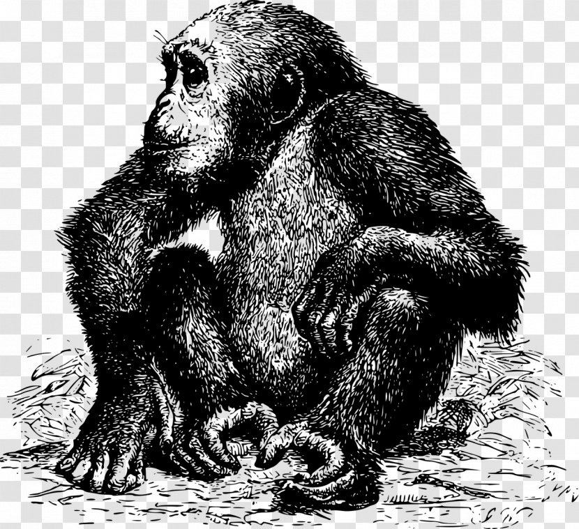 Common Chimpanzee Gorilla Monkey Ape Orangutan - Drawing Transparent PNG