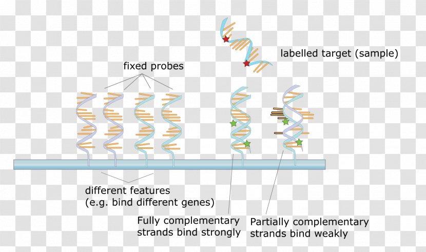 DNA Microarray Hybridization Probe Molecular Biology - Flower - Microscope Transparent PNG