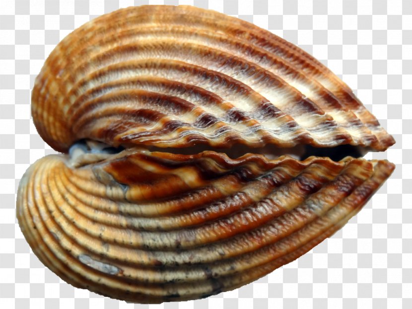 Cockle Conchology Seashell Mussel - Invertebrate Transparent PNG