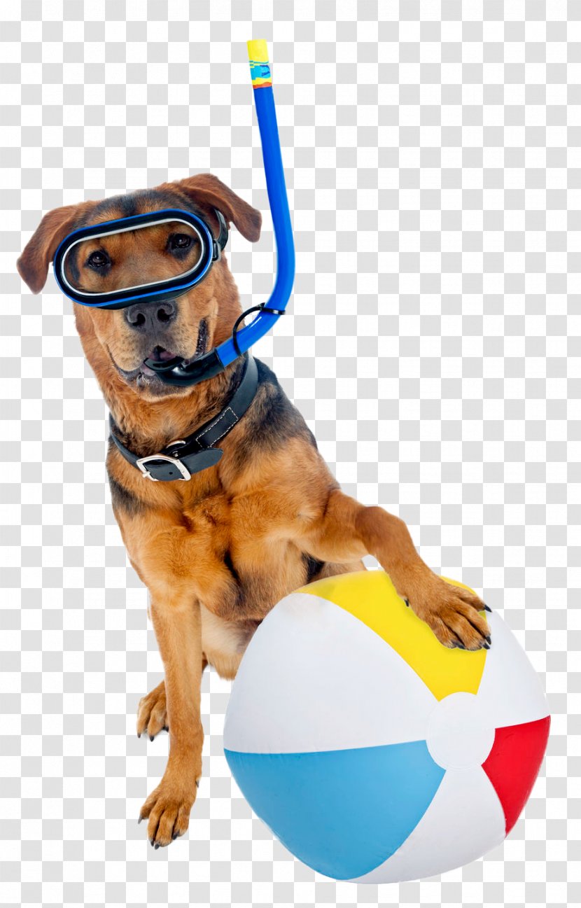 Ball Dog Breed Stock Photography Royalty-free - Royaltyfree Transparent PNG